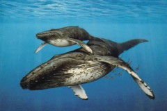 Восточный серый кит