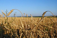 Урожай зерновых 2011-го года