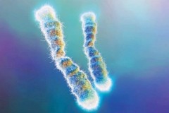 Теломеры на концах хромосом