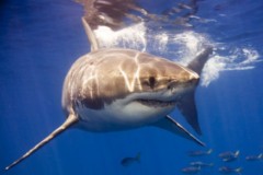 Нападение белой акулы