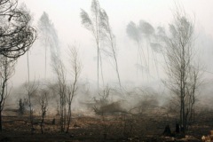 лесные пожары в России