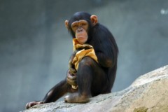 Шимпанзе Анфиса