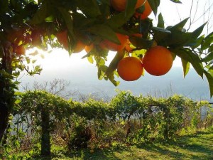 Отходы апельсинового дерева – сырье для изготовления высокоэффективной звукоизоляции