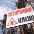 В Бурятии растет число пострадавших от укусов клещей