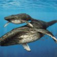 Строительство третьей нефтяной платформы «Сахалин-2» грозит популяции восточных серых китов