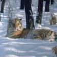 Британский фонд дикой природы на программу защиты амурского тигра выделил 5,5 тыс. фунтов