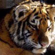 Из зооцентра в Приморье сбежала тигрица