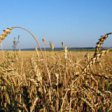 Урожай зерновых в этом году составит 95 млн. тонн, заявил Владимир Путин