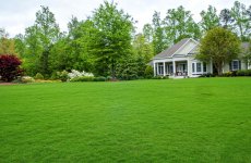 Газонная трава — оазис природы на вашем дворе