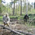 В Амурской области незаконно вырубили леса на 1 млн. рублей
