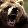 В Йеллоустонском национальном парке медведь напал на человека