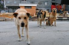 Отлов бродячих собак приводит к размножению крыс, считает зоопсихолог