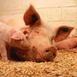 Минсельхоз: Все поголовье свиней может погибнуть в России