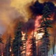 В Братске устранили пять природных пожаров