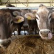 Агрохолдинг «Мираторг» создает комплекс по производству говядины в Брянской области
