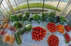Челябинск будет поставлять овощи и зелень
