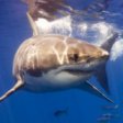 Нападение акул в Приморском крае