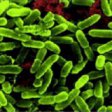 У человека симбиотические бактерии живут и в слизистой легких