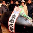 На рыбном аукционе в Токио голубого тунца продали за 736 тыс. долларов