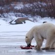 Белый медведь загрыз британского туриста в Норвегии