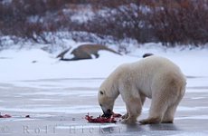 Белый медведь загрыз британского туриста в Норвегии